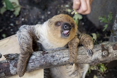 Lietuvos zoologijos sode – dvipirštis tinginys