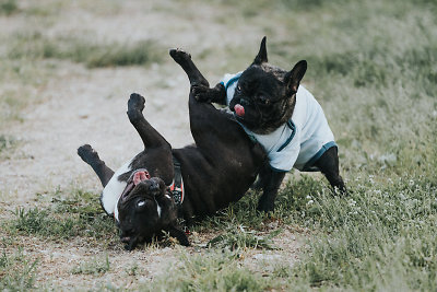 Suplotasnukių šunų prieglaudos „Dogspotas“ įkūrėja Indrė Pileckienė: „Pirmąjį šunų reabilitacijos centrą galime įkurti tik žmonių pagalbos dėka“ 