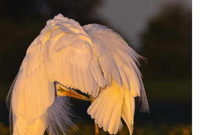 Mariaus Čepulio gamtos fotografijos