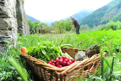 Fengšui: kaip sodinti ir derinti augalus, kad jie darže vešėtų