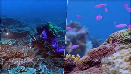 Mokslininkai atrado įspūdingą koralinį rifą: kai kurių koralų skersmuo viršija 2 metrus