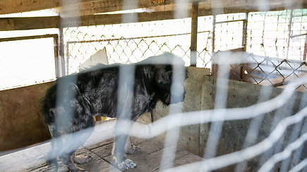 Veterinarų komentarai iš įtariama nelegalios šunų veisyklos Šivrintose: „Vaizdas tikrai tragiškas“