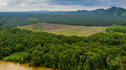 Liūdna statistika: Amazonėje miškai kertami sparčiausiai per 15 metų