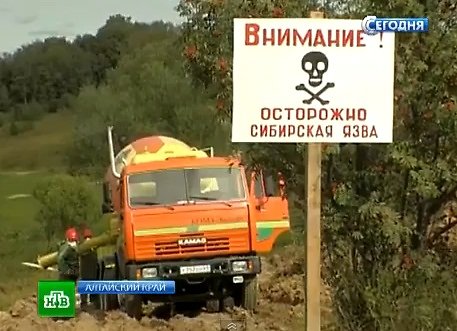 NTV iliustr./Juodligė Altajaus krašte sėja nerimą