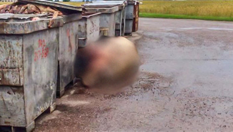 Prie Jurbarko rajono įmonės „Dainiai“ konteinerių aptikta pastipusi kiaulė
