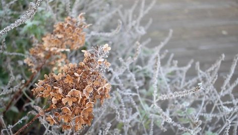 Kuriuos augalus nukirpti prieš žiemą, o kuriuos pavasarį? Nuotraukoje – hortenzijos žiedynas.