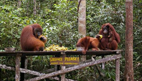 Ne visi orangutanai drįsta puotauti kartu su gaujos patinu