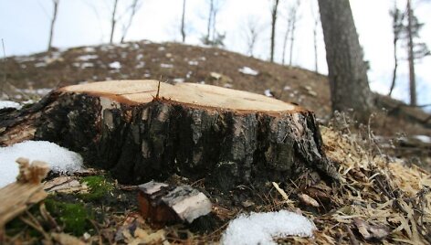 &bdquo;Apipjaustyti&ldquo; miesto piliakalniai dunksos iki kitų metų &ndash; &scaron;iemet pinigų tolesniam jų tvarkymui neatsirado. 