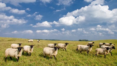 Biržų rajone gyvenantys ūkininkai tikina, kad keturios jų avys žuvo nuo kranklių.