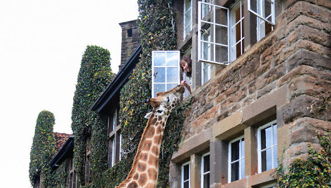 Dvare Kenijoje – unikali galimybė papietauti kartu su žirafomis
