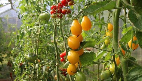 Pomidorai &lsquo;Medovaja kaplia&rsquo;