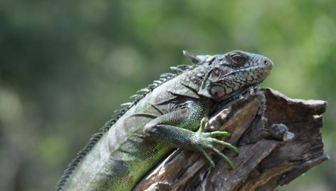 Iguana