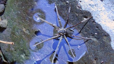 Neseniai atrasta vorų rū&scaron;is Dolomedes briangreenei