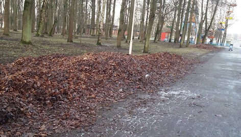 Pernyk&scaron;čiai lapai &Scaron;iauliuose