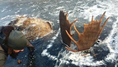 Lede į&scaron;alę briedžiai