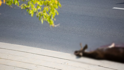 Dunojaus gatvėje nutrenktas į kelią išbėgęs briedis