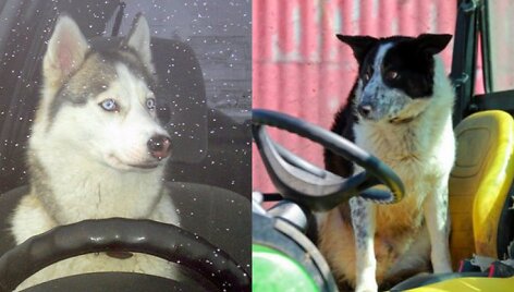 Sibire haskis su &bdquo;Žiguli&ldquo; trenkėsi į &bdquo;Mercedes&ldquo;, &Scaron;kotijoje aviganis &bdquo;nuvarė&ldquo; traktorių 