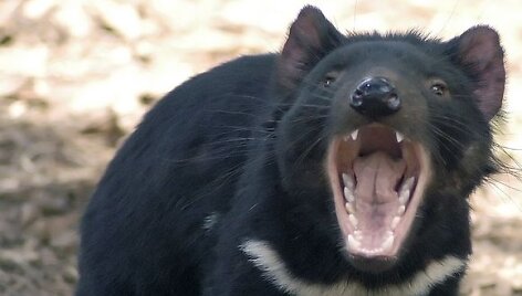 Tasmanijos velnias &ndash; mėsėdis sterblinis gyvūnas, randamas tik Tasmanijoje.