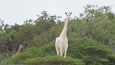 Baltosios žirafos