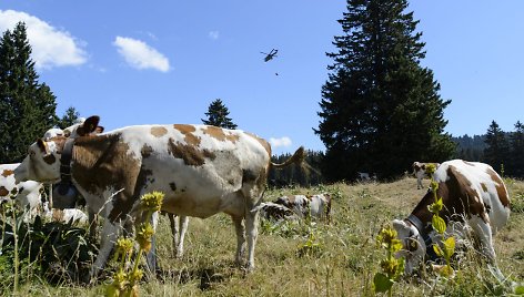 Šveicarų kariai gelbsti nuo kaitros kenčiančioms karvėms