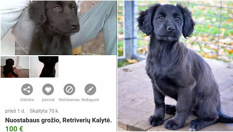 I&scaron; prieglaudos paimta ir parduodama Aika buvo pavadinta labradoru