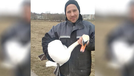 Kėdainiečiai gelbėjo gulbę: teko ginti nuo lapės, vėliau &ndash; operuoti