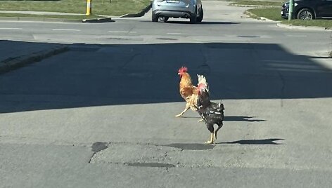 Gaidžiai Naikupės gatvėje
