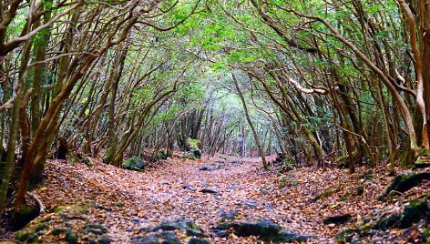 Aokigahara miškas