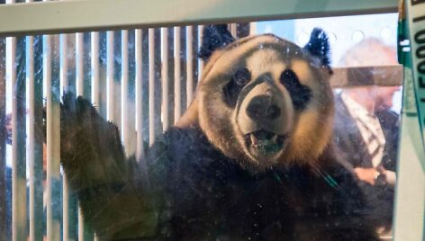 Nyderlandai žavisi i&scaron; Kinijos atskraidinta pandų pora