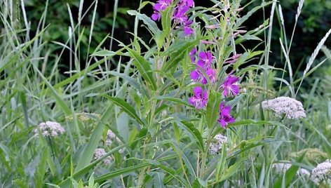 Siauralapis gaurometis