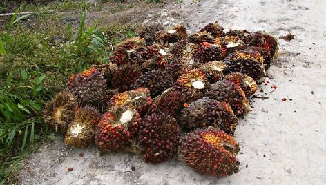 Taip atrodo palmių vaisiai, iš kurių gaminamas palmių aliejus