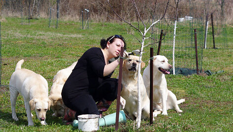 Daiva Grigonienė ir labradorai