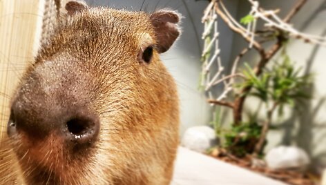Spalis &bdquo;Zoopark&ldquo; &ndash; i&scaron;skirtinės pramogos ir nemokamos ekskursijos