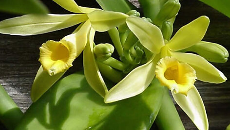 I&scaron; &scaron;io orchidėjų &scaron;eimos augalo i&scaron;gaunama vanilė.