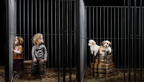 Socialinė akcija, skirta beglobiams augintiniams surasti namus