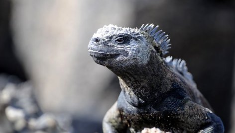 Jūrinė iguana.