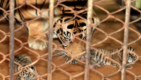 Sumatros tigrė atsivedė tris tigriukus