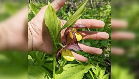 Neseniai kėdainietis užfiksavo žydintį vieną rečiausių Europos augalų – lietuviškąja orchidėja vadinamą plačialapę klumpaitę