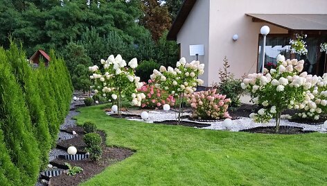 Vilmos Mečinauskienės kiemas