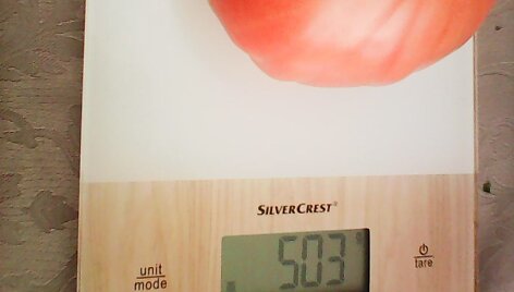 Skaitytojos Joanos &scaron;iltnamyje užaugęs pomidoras