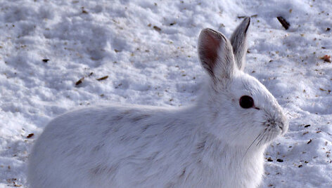 Baltasis ki&scaron;kis (lepus americanus)