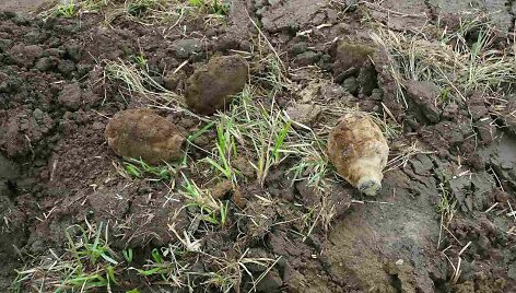 Trakų rajone rasti sprogmenys