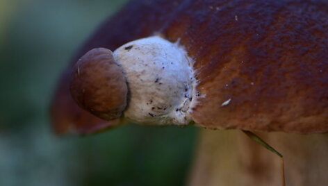 Įspūdingą gamtos i&scaron;daigą užfiksavo  Renata Po&scaron;kevičienė