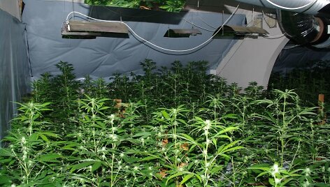 Nelegalios kanapės