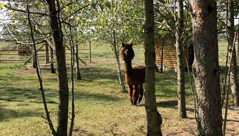 Konkurso „Mano kiemas“ dalyvės Genovaitės sodyba