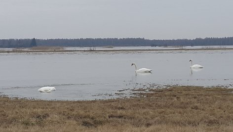 Kritusi gulbė Šilutės pakraštyje