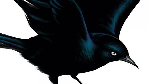 &bdquo;Fat Freddy's Drop&ldquo; &ndash; &bdquo;Blackbird&ldquo;