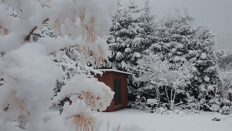 Ketvirtadienio vaizdai Šilalėje