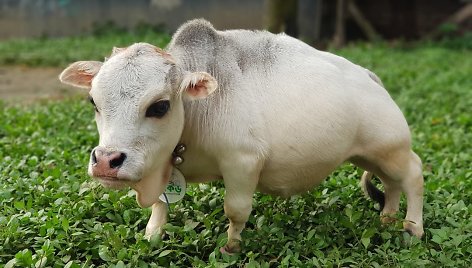 Galimai mažiausia pasaulyje karvė Rani