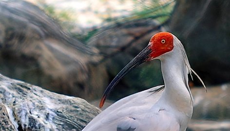 Japoninis kuoduotasis ibis (Nipponia nippon)